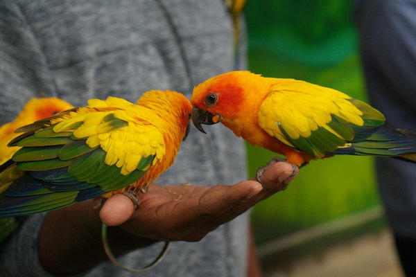 Découvrez le confort des tapis rafraîchissants pour chien