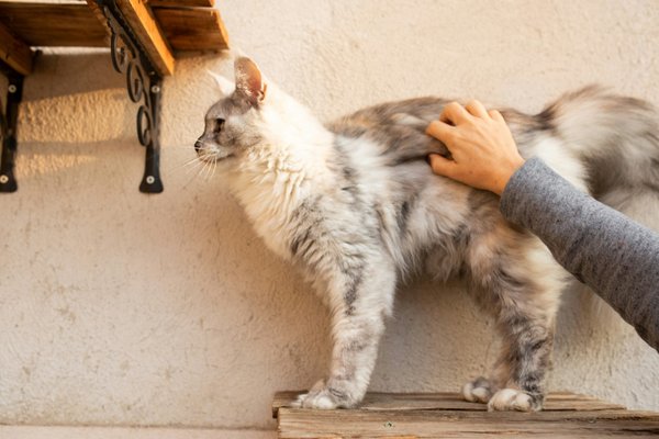 Comment prendre soin d'un chat abandonné que vous avez accueilli