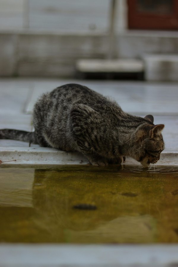 Meilleur fontaine à eau pour chat en 2025 : notre sélection